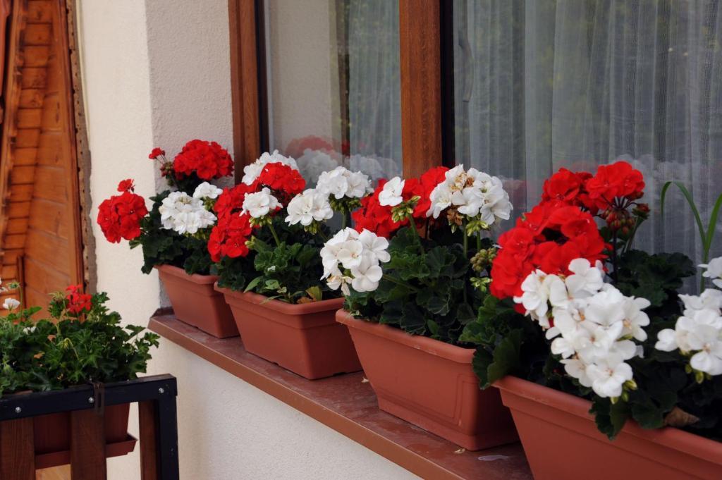 Arany Szolo Wellness Apartmanhaz Hévíz Pokoj fotografie